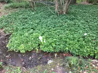 Bot.Garten_005_Pachysandra 'Green Carpet'.jpg