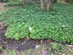 Bot.Garten_005_Pachysandra 'Green Carpet'.jpg