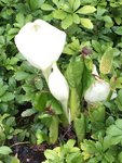 Bot.Garten_006_Scheincalla weiß.jpg