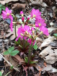 Bot.Garten_008_Primula rosea.jpg