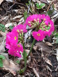 Bot.Garten_009_Primula rosea.jpg