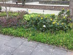 Bot.Garten_010_Helleborus & Mahonie.jpg