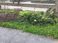 Bot.Garten_010_Helleborus & Mahonie.jpg