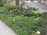 Bot.Garten_011_Helleborus & Mahonie.jpg
