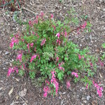 Bot.Garten_012_Dicentra spectabilis.jpg