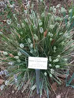 Bot.Garten_015_Grünes Kopfgras.jpg