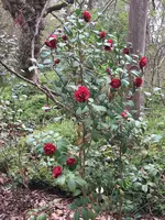 Bot.Garten_016_Camelie.jpg
