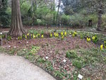 Bot.Garten_017_Scheinkalla gelb.jpg
