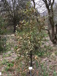 Bot.Garten_019_Laurus nobilis.jpg