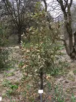 Bot.Garten_019_Laurus nobilis.jpg
