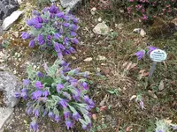 Bot.Garten_021.webp