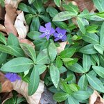 Bot.Garten_028_Vinca.jpg