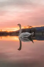 1617649131836.webp
