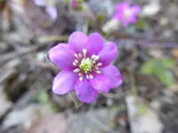 P1120253.webp
