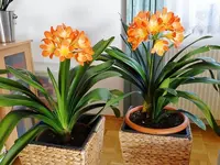 Allerlei Kübelpflanzen 012.webp