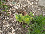P1030075Mohnbrötchenpflanze.JPG