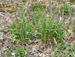 P1030076Taglilien.JPG