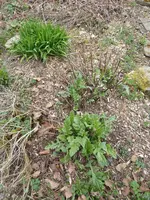 P1030078Kugeldisteln.JPG