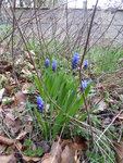 P1030088Traubenhyazinthen.JPG