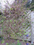P1030090Kletterhortensie.JPG