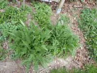 P1030092Mohn.JPG