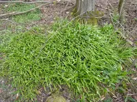 P1030095Seltsamer Lauch.JPG