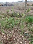 P1030099Kamtschatkabeere.JPG