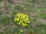 P1030101Primel.JPG