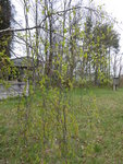 P1030110Birkenaustrieb.JPG