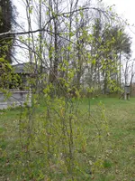 P1030110Birkenaustrieb.JPG