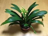 Clivia-II_05.jpg