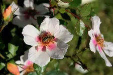 Rose Smiling Eyes 1.webp