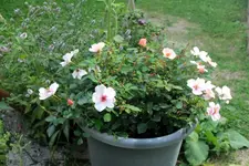 Rose Smiling Eyes 2.webp