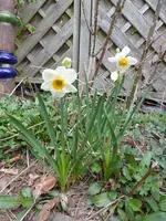 P1030089Narzissen.webp