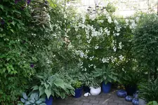 Rosentempel1218.webp