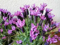 IMG_20210407_180054.jpg