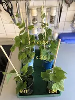 2021-04-07- Luffa.webp