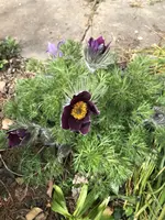 2021-04-05 Kuhschelle.webp