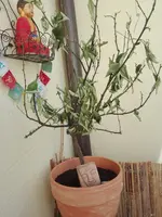 IMG_20210409_104434.webp