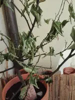 IMG_20210409_104442.webp