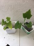 Luffa4.JPG