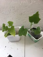 Luffa4.webp