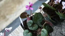 DSC09724.webp