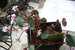 DSC09731.JPG