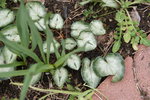 DSC09734.JPG
