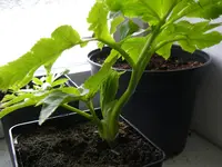 03_04_2021 (13).webp