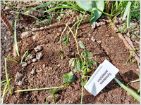 Garten 14.webp