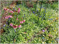 Garten 3.webp
