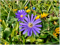 Garten 4.webp