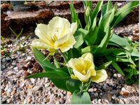 Garten 5.webp